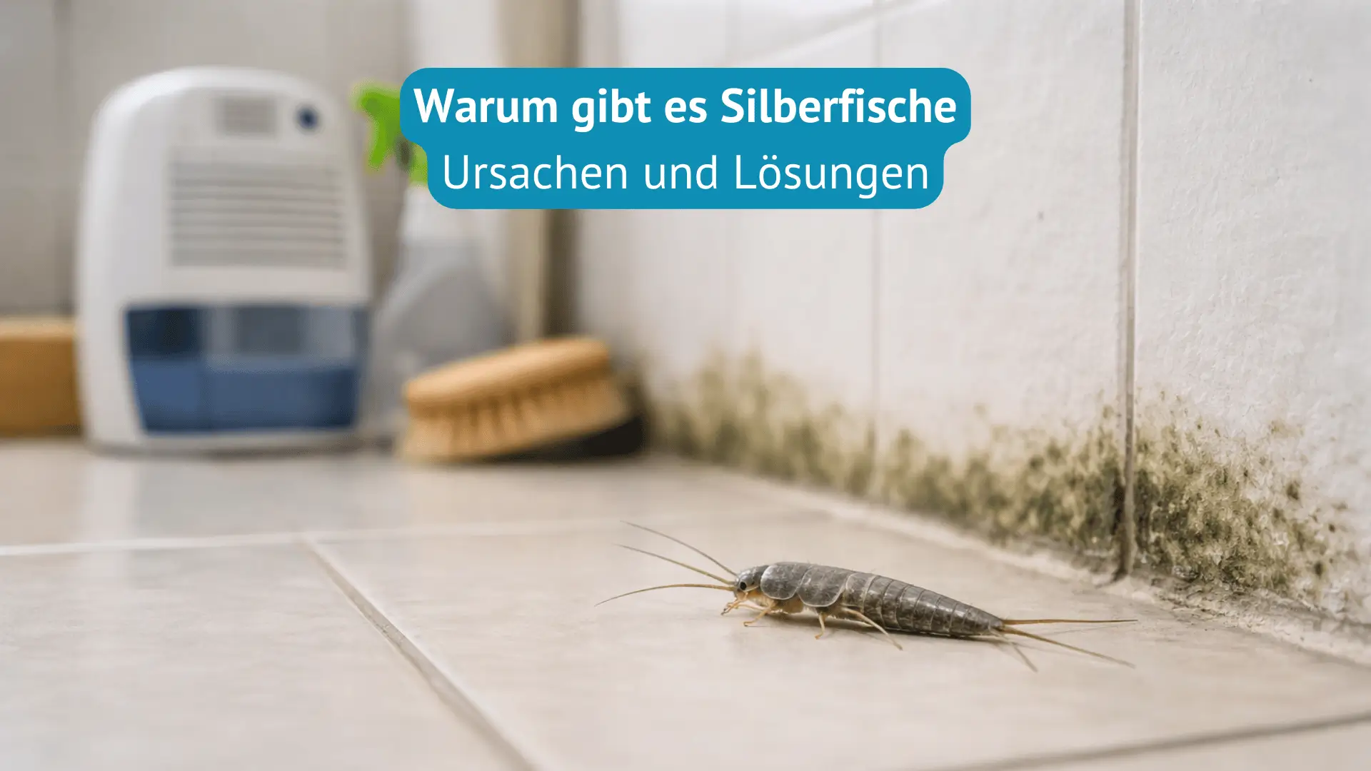 warum gibt es silberfische