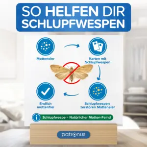 pheromonfalle motten kleidung