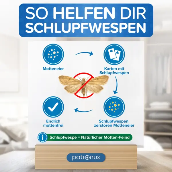 pheromonfalle motten kleidung