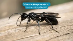 schwarze wespe