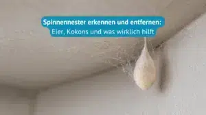 Spinnennester-erkennen-und-entfernen