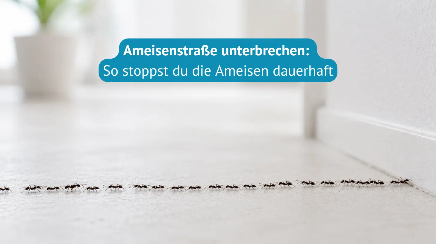 ameisenstraße-unterbrechen-Titel