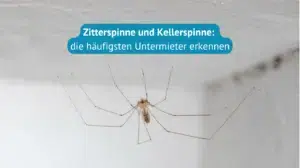 zitterspinne-kellerspinne-erkennen
