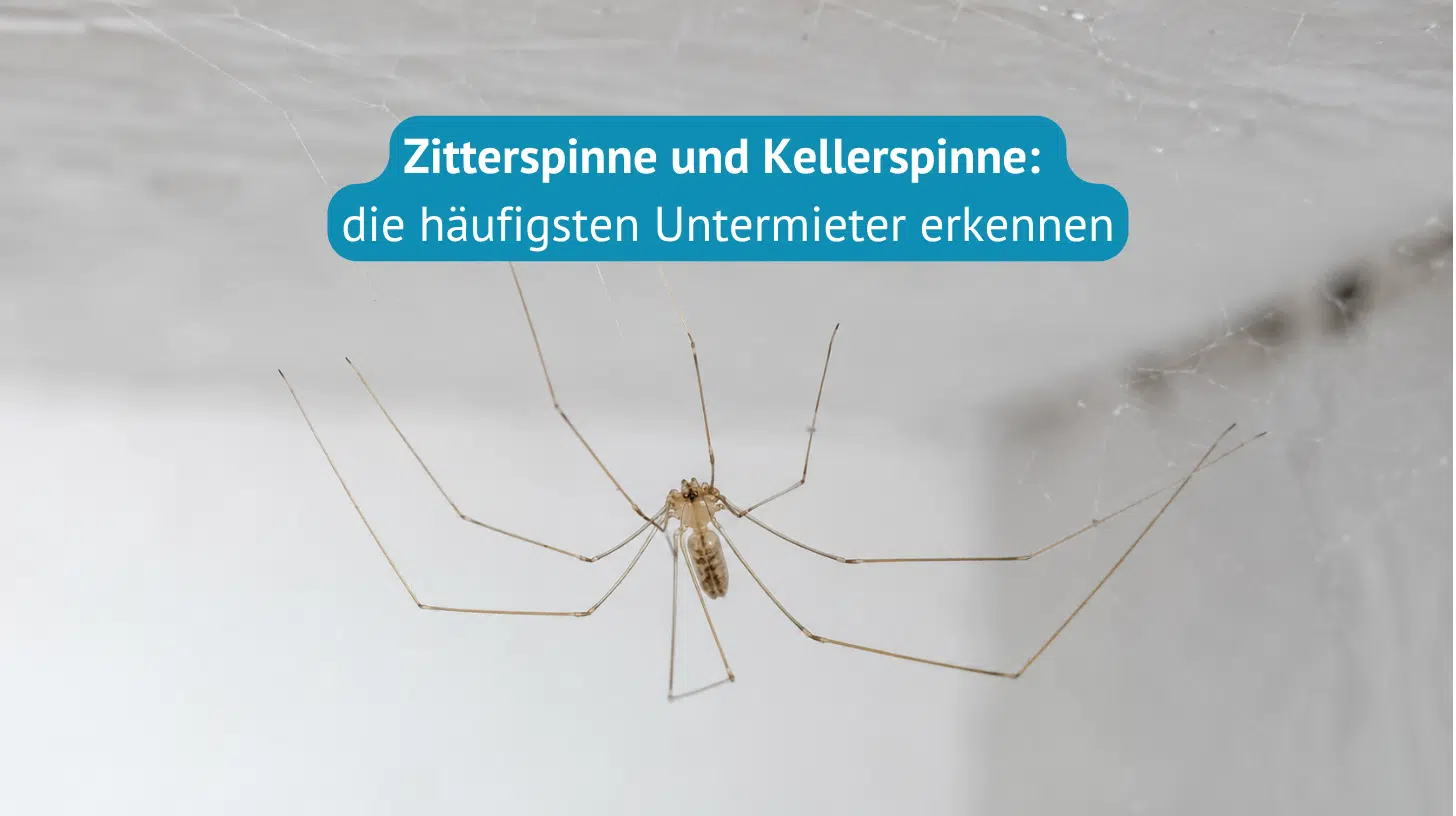 zitterspinne-kellerspinne-erkennen