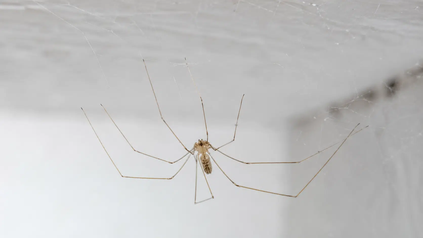zitterspinne-kellerspinne-erkennen