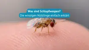 Was sind Schlupfwespen
